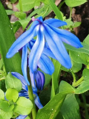 English men looking for love